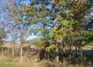 Tree stand Photo