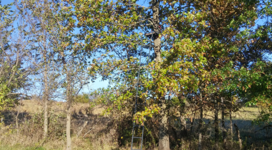 Tree stand Photo