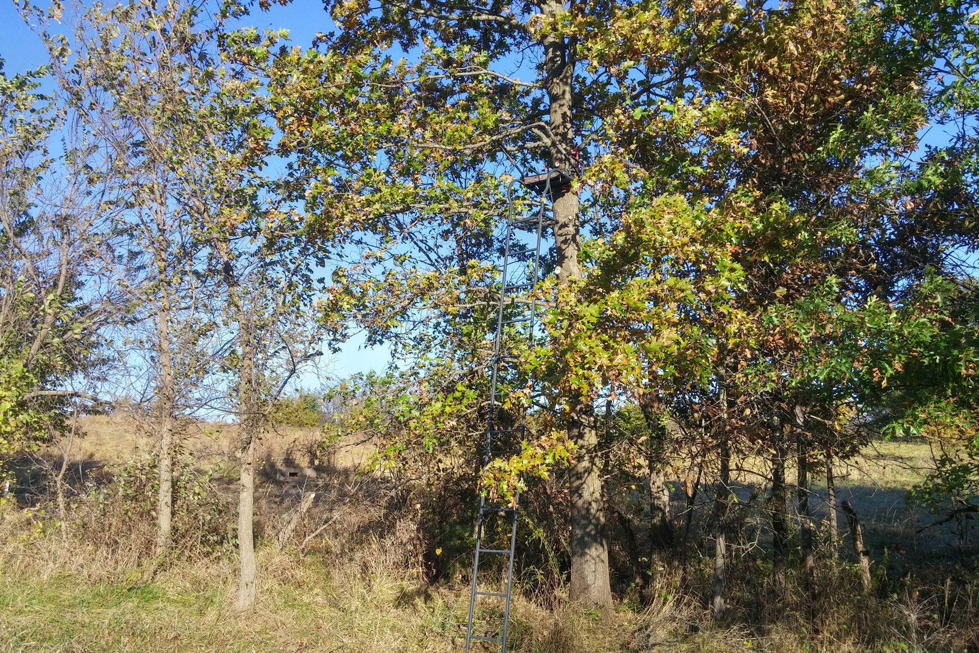 Tree stand Photo