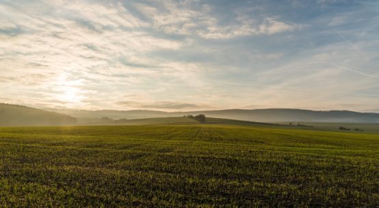 New Field Planted Photo