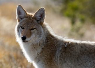 Coyote Photo