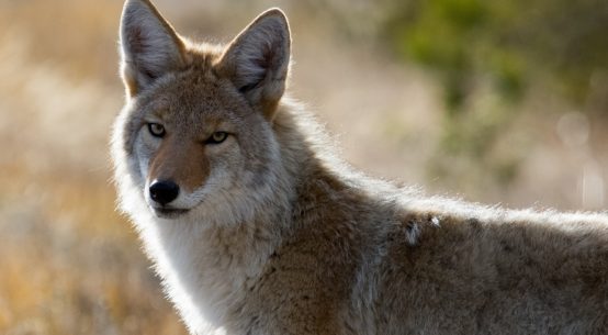 Coyote Photo