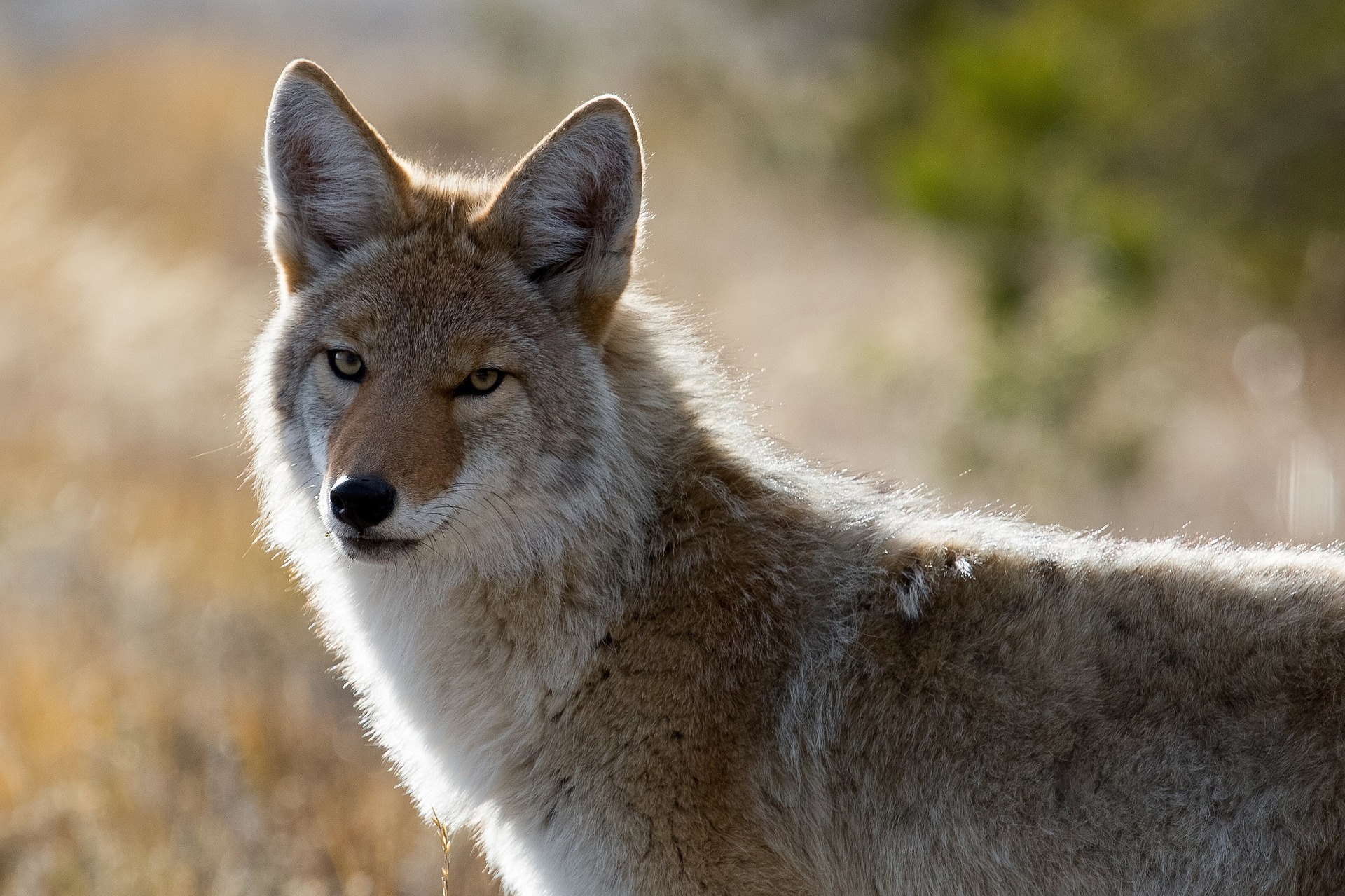 Coyote Photo