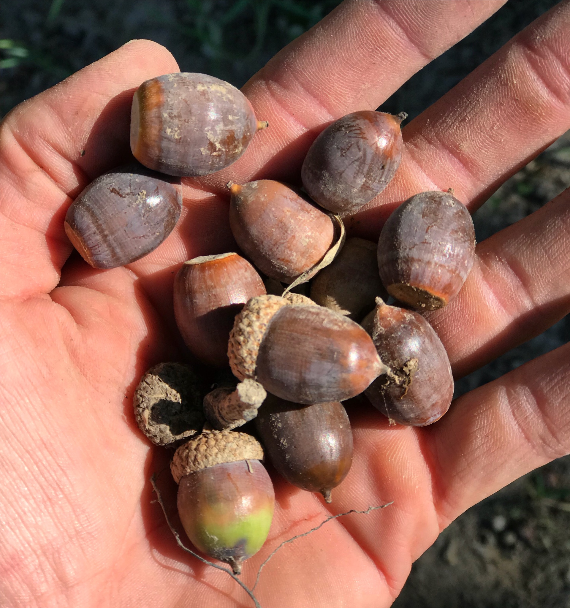 Acorns