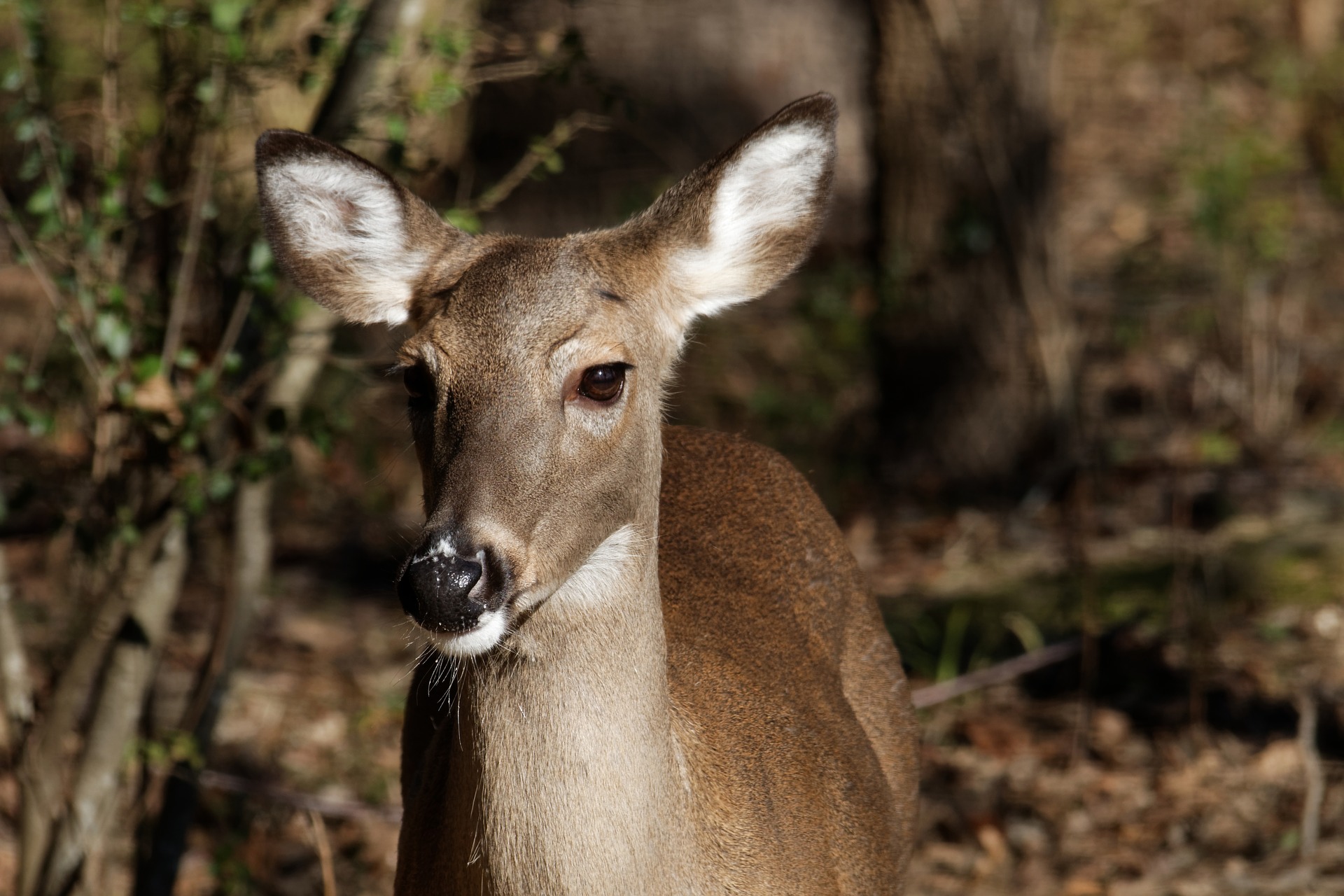 Doe