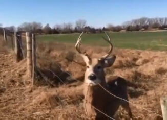 Deer stuck in fence