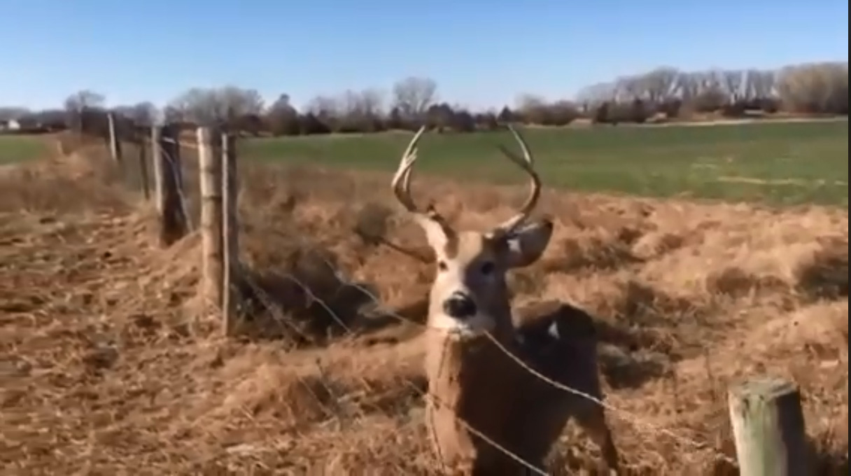 Deer stuck in fence