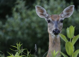 Whitetail photo