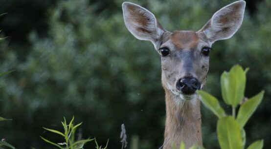 Whitetail photo