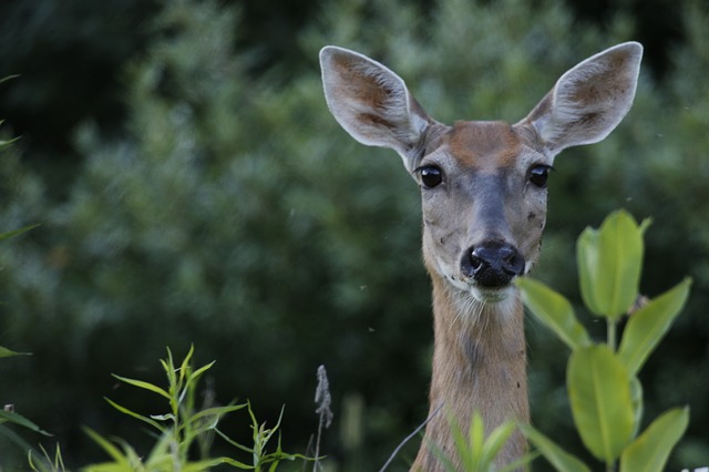 Whitetail photo