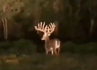 Monster Whitetail Photo