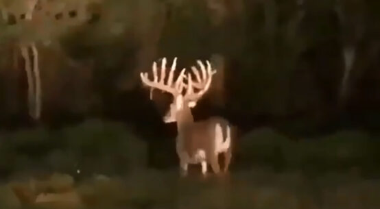 Monster Whitetail Photo