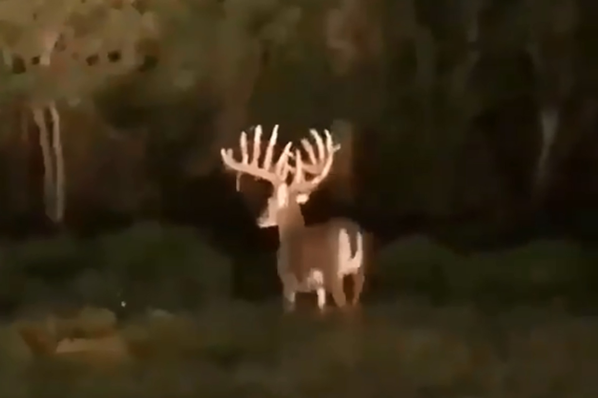 Monster Whitetail Photo