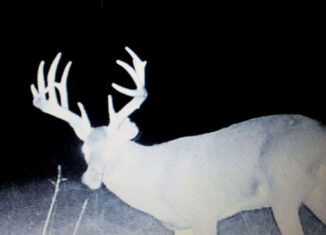 Whitetail Trailcam Photo