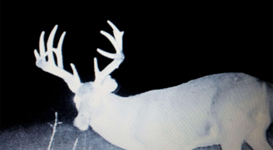 Whitetail Trailcam Photo