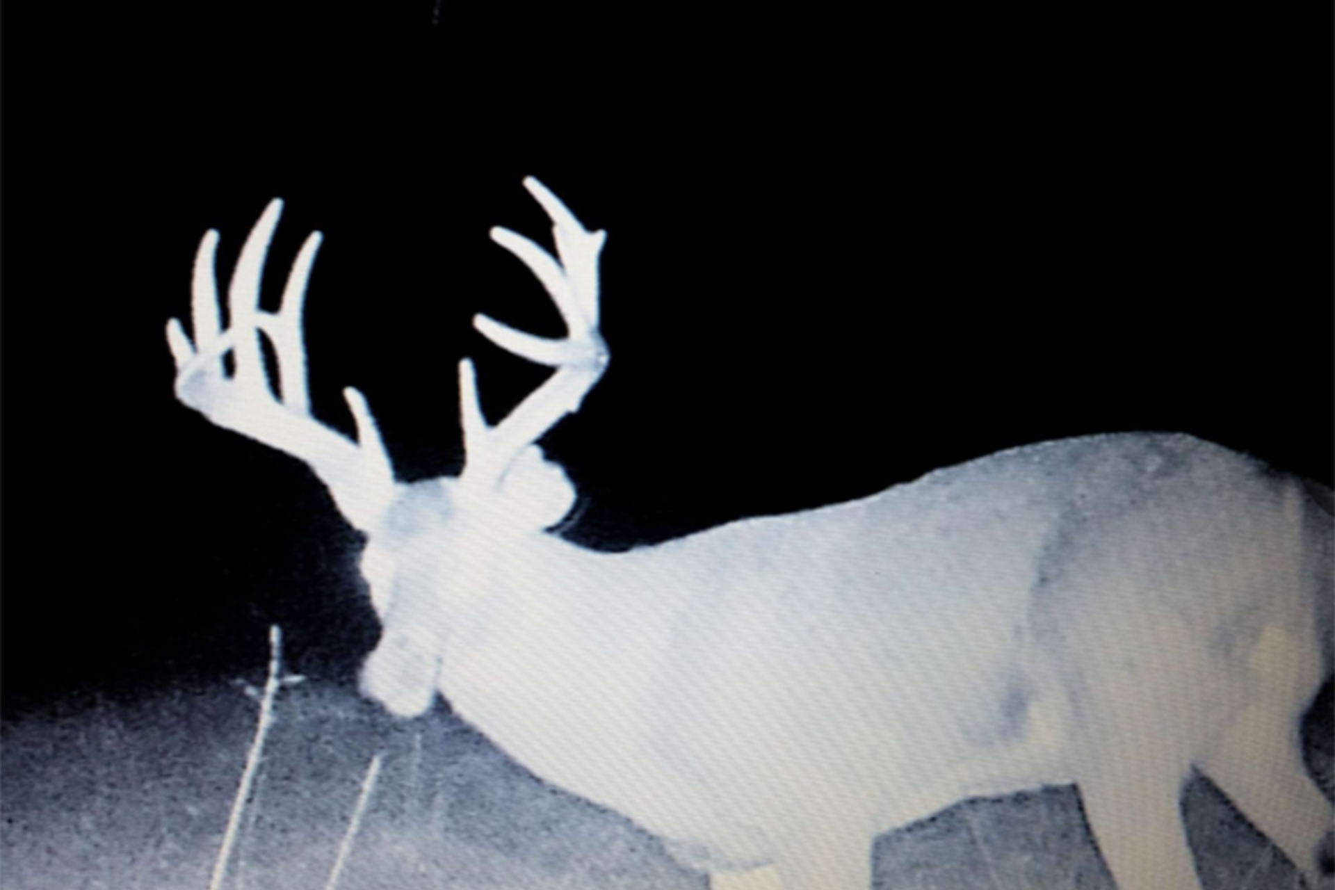 Whitetail Trailcam Photo