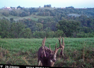 Double Drop Tine Iowa Whitetail