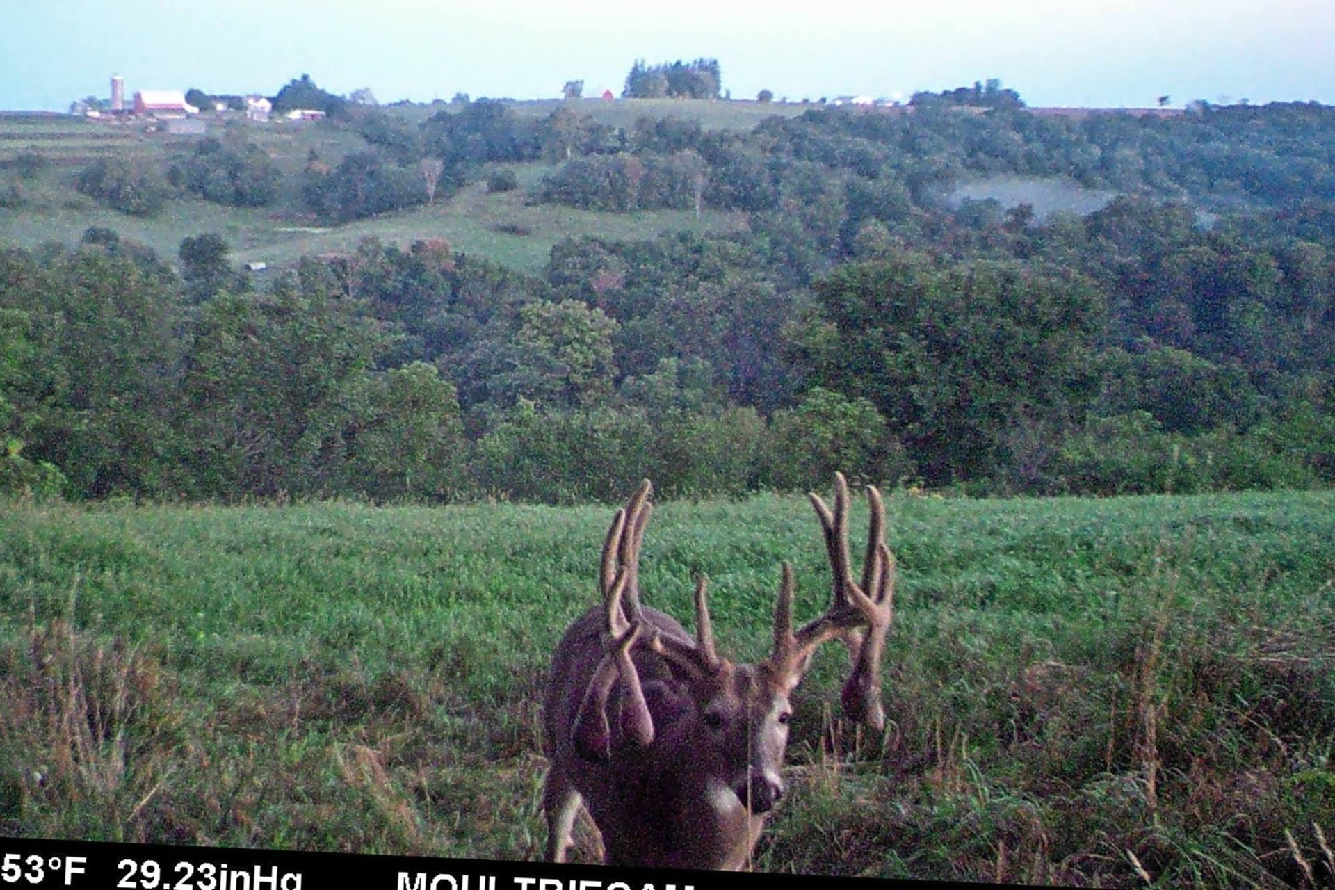 Double Drop Tine Iowa Whitetail