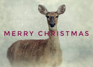 Merry Christmas Deer Photo