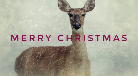 Merry Christmas Deer Photo