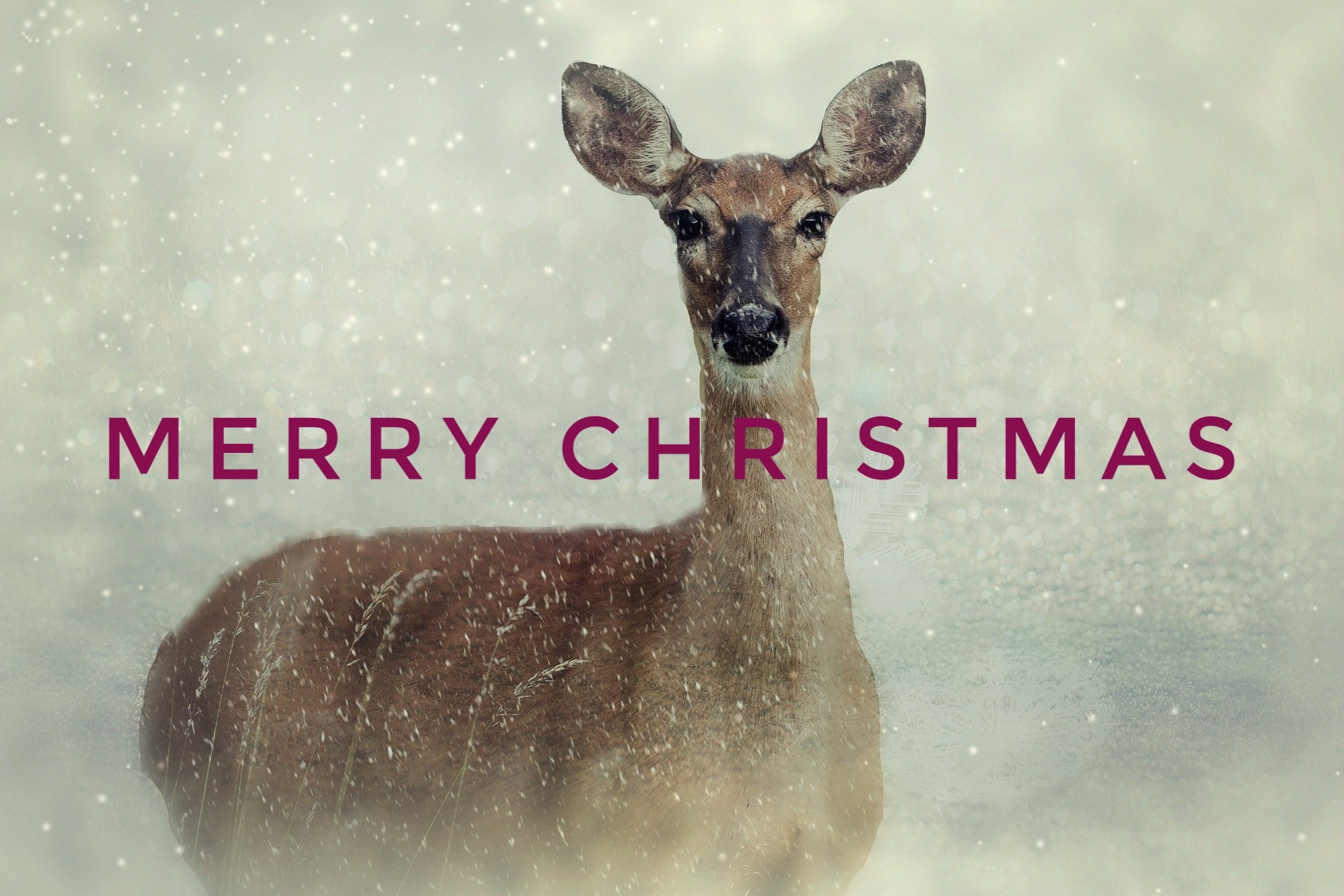 Merry Christmas Deer Photo