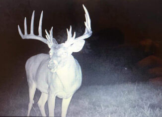 Monster Whitetail Trailcam Photo