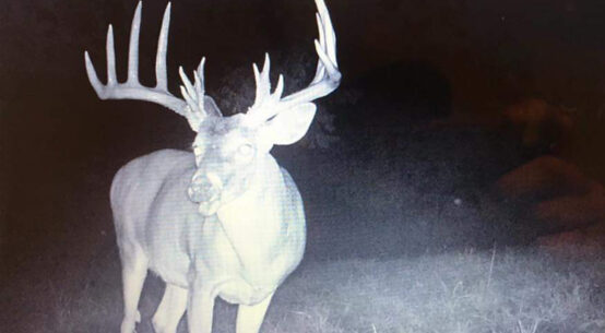 Monster Whitetail Trailcam Photo