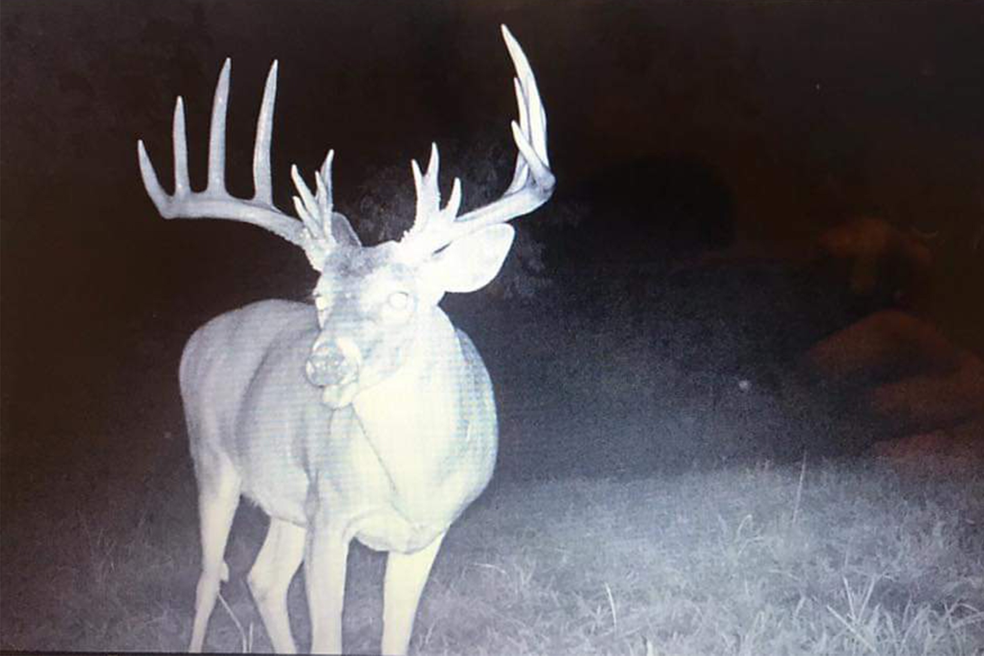 Monster Whitetail Trailcam Photo