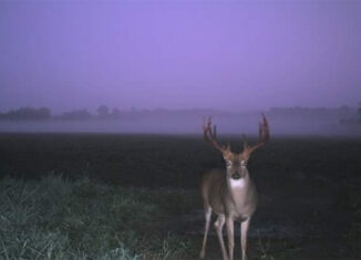 Foggy Bottoms Buck - Whitetail