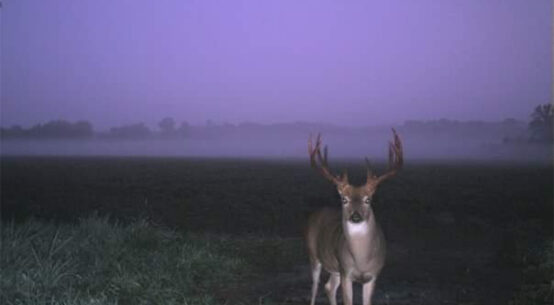 Foggy Bottoms Buck - Whitetail