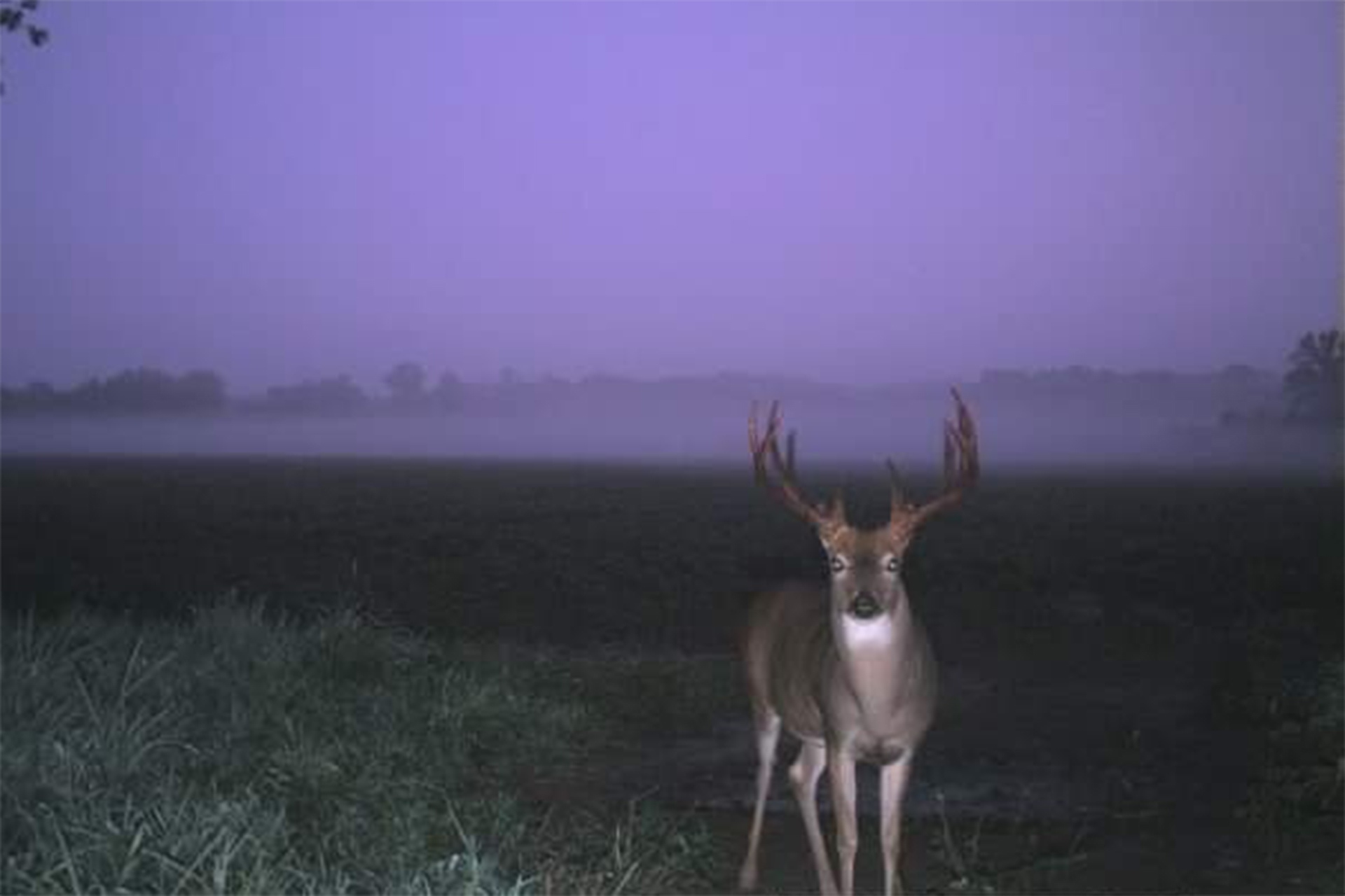 Foggy Bottoms Buck - Whitetail