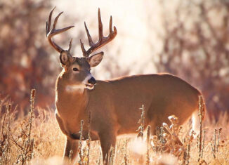 10 point whitetail buck