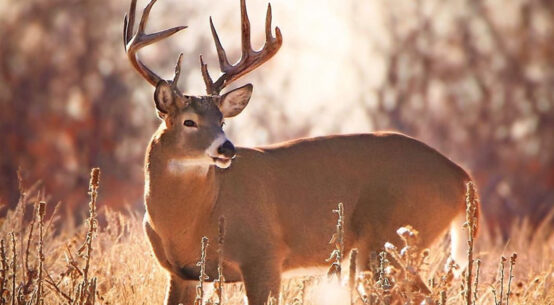 10 point whitetail buck