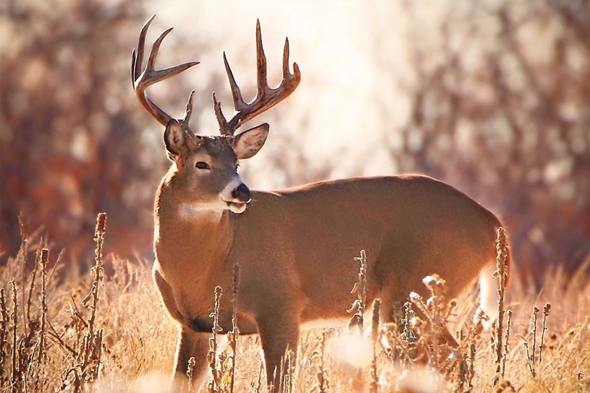 10 point whitetail buck