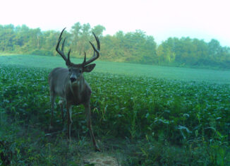 Missouri Whitetail