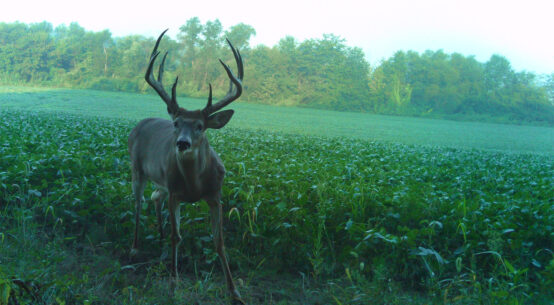 Missouri Whitetail