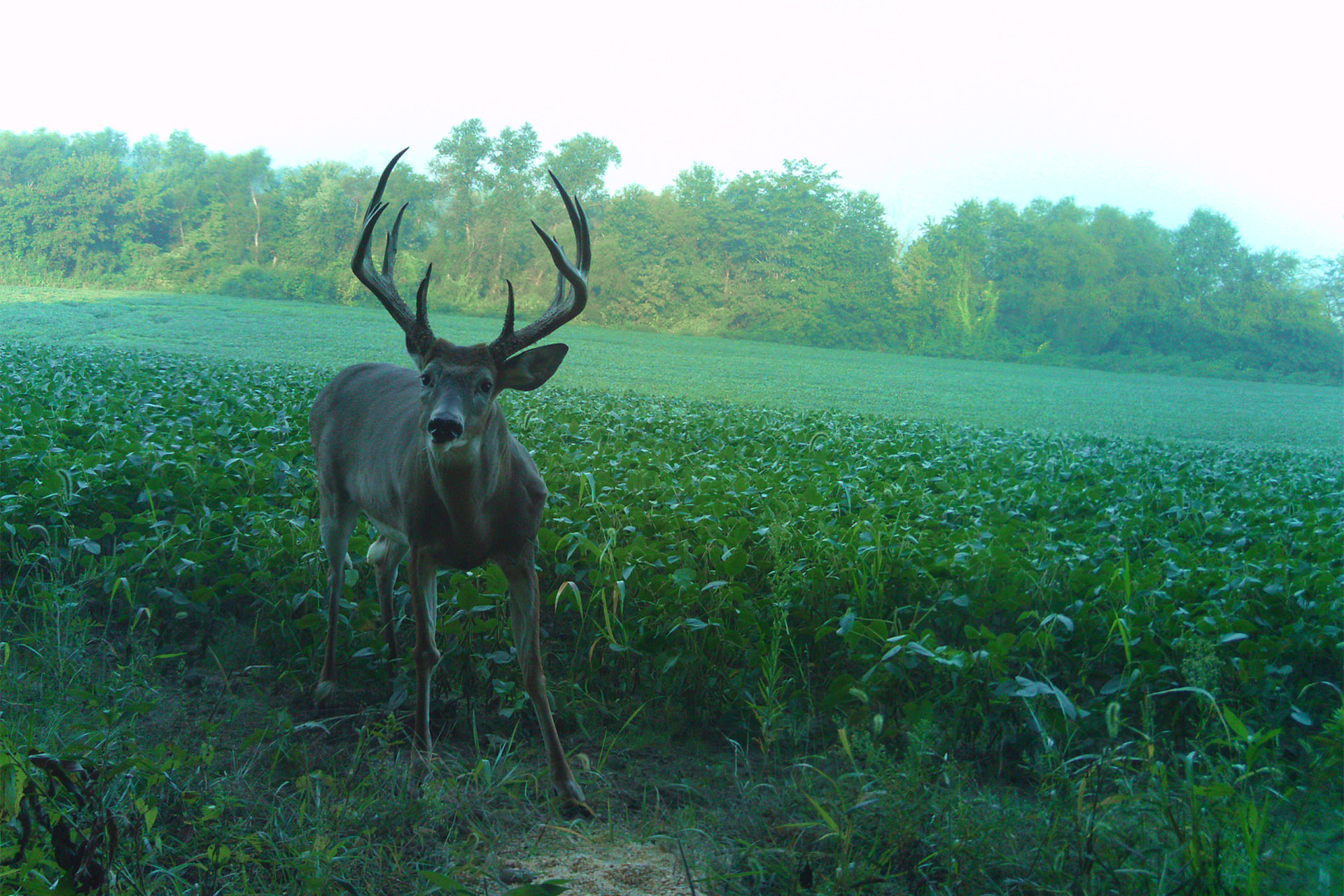 Missouri Whitetail