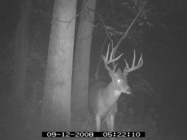 Missouri Whitetail