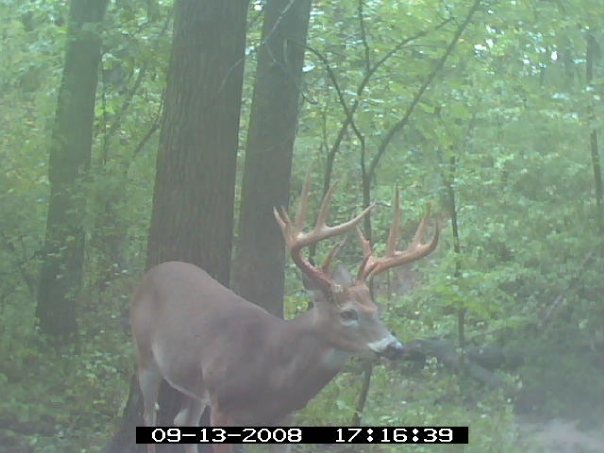 Missouri Whitetail