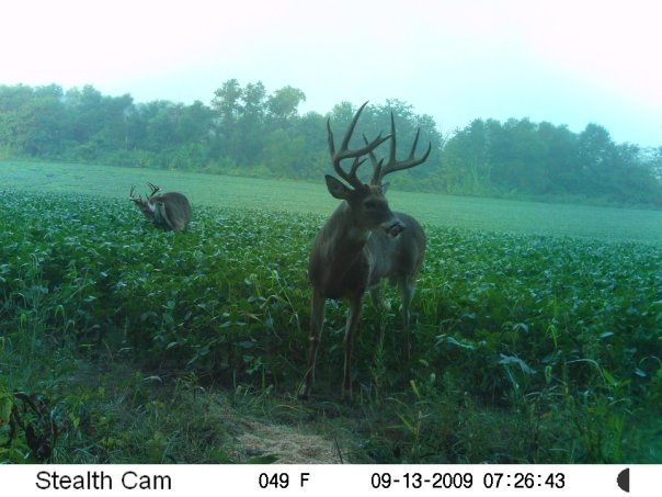 Missouri Whitetail