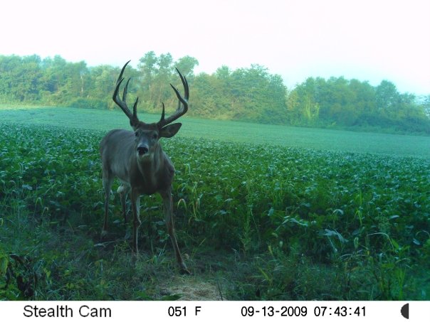 Missouri Whitetail