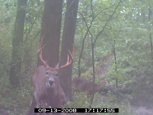 Missouri Whitetail