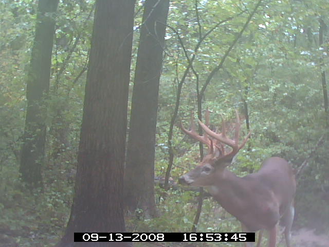 Missouri Whitetail