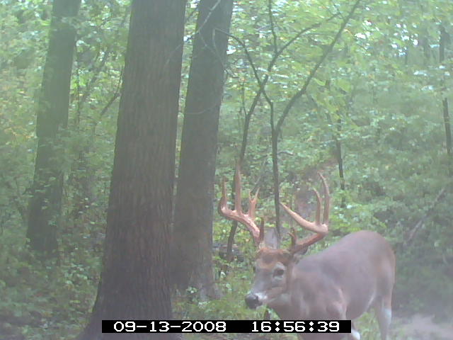 Missouri Whitetail