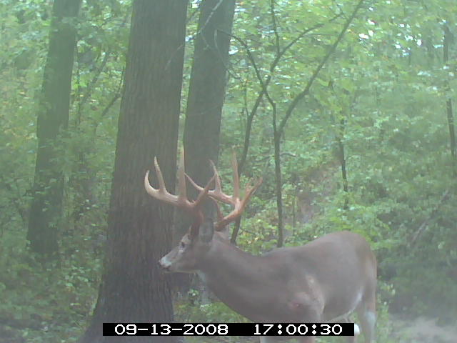 Missouri Whitetail