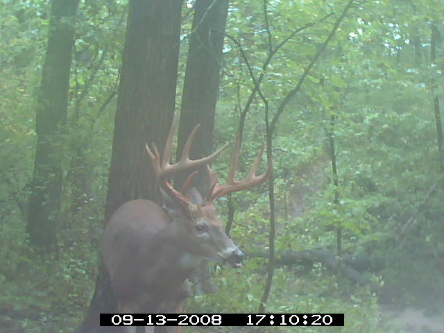 Missouri Whitetail