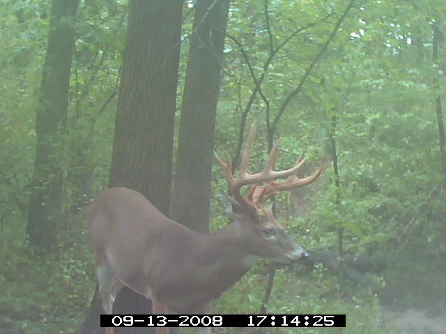 Missouri Whitetail