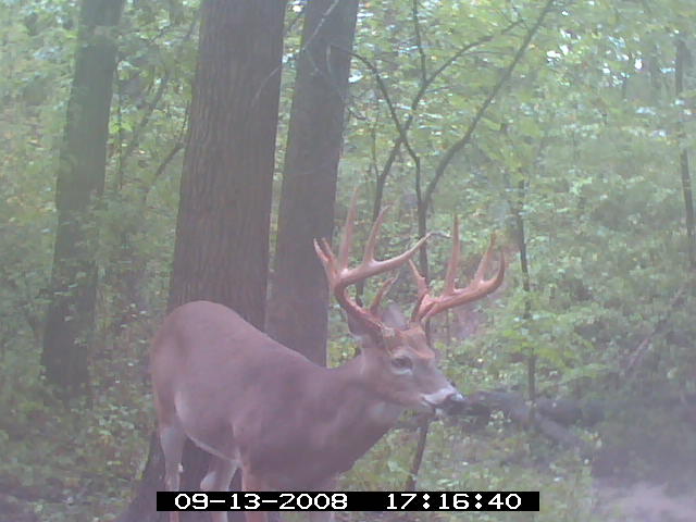 Missouri Whitetail