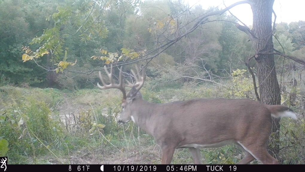 Illinois Whitetail