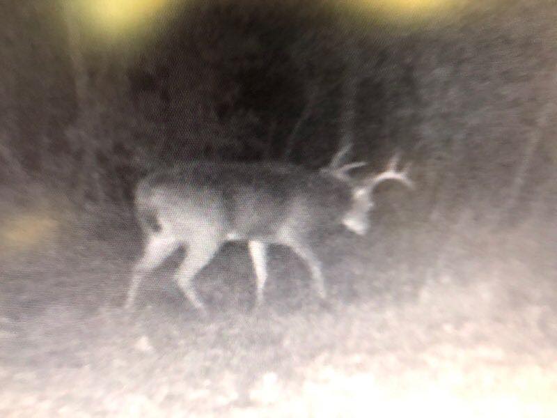 Missouri Whitetail